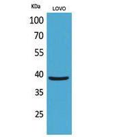 EKLF Polyclonal Antibody
