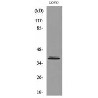 EKLF Polyclonal Antibody