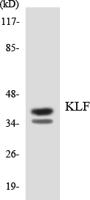 EKLF/CKLF/UKLF Polyclonal Antibody