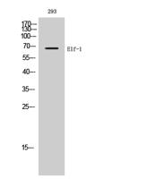 Elf-1 Polyclonal Antibody