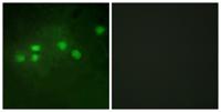 Elf-1 Polyclonal Antibody