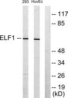 Elf-1 Polyclonal Antibody