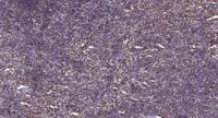 Elf-1 Polyclonal Antibody
