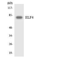 Elf-4 Polyclonal Antibody