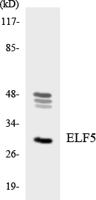 Elf-5 Polyclonal Antibody