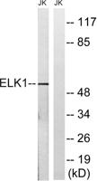 Elk-1 Polyclonal Antibody