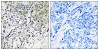 ELL2 Polyclonal Antibody