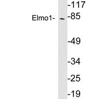 Elmo1 Polyclonal Antibody