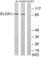 Elongin A1 Polyclonal Antibody