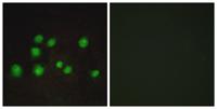 Elongin A2/3 Polyclonal Antibody