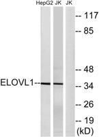 ELOVL1 Polyclonal Antibody