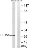 ELOVL5 Polyclonal Antibody