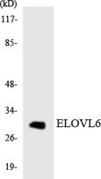 ELOVL6 Polyclonal Antibody