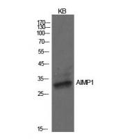 EMAP II Polyclonal Antibody