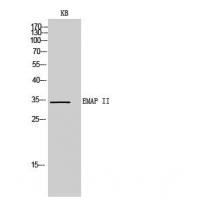 EMAP II Polyclonal Antibody