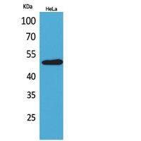 EMMPRIN Polyclonal Antibody