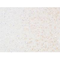 EMMPRIN Polyclonal Antibody