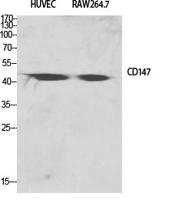 EMMPRIN Polyclonal Antibody