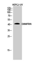EMMPRIN Polyclonal Antibody