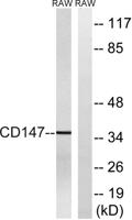 EMMPRIN Polyclonal Antibody