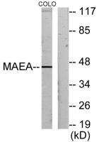Emp Polyclonal Antibody