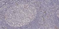 Emp Polyclonal Antibody