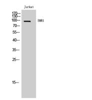 EMR1 Polyclonal Antibody