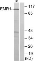 EMR1 Polyclonal Antibody