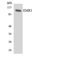 EMR1 Polyclonal Antibody