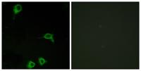 EMR2 Polyclonal Antibody