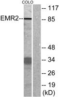 EMR2 Polyclonal Antibody