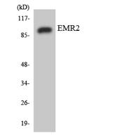 EMR2 Polyclonal Antibody