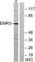 EMR3 Polyclonal Antibody