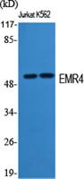 EMR4 Polyclonal Antibody