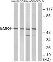 EMR4 Polyclonal Antibody