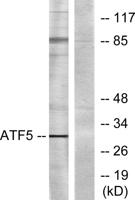 ATF-5 Polyclonal Antibody