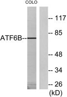 ATF-6β Polyclonal Antibody