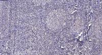 ATF-6β Polyclonal Antibody