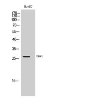 Emx1 Polyclonal Antibody