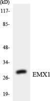 Emx1 Polyclonal Antibody