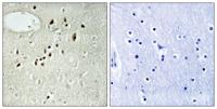 Emx2 Polyclonal Antibody
