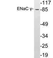 ENaC γ Polyclonal Antibody