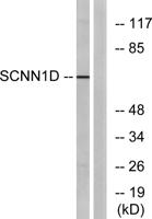 ENaCδ Polyclonal Antibody