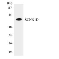 ENaCδ Polyclonal Antibody