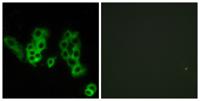 Encephalopsin Polyclonal Antibody