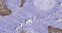 Encephalopsin Polyclonal Antibody