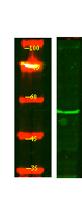 ENDD1 Polyclonal Antibody
