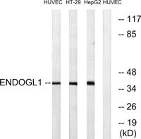 Endo G-L1 Polyclonal Antibody