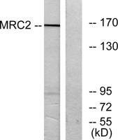 Endo180 Polyclonal Antibody