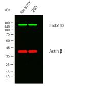 Endo180 Polyclonal Antibody